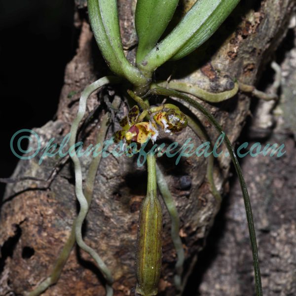 Gastrochilus calceolaris