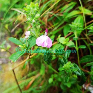 Pedicularis bifida