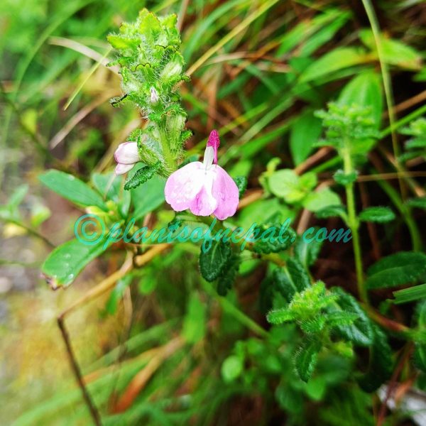 Pedicularis bifida