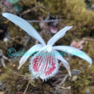 Pleione humilis