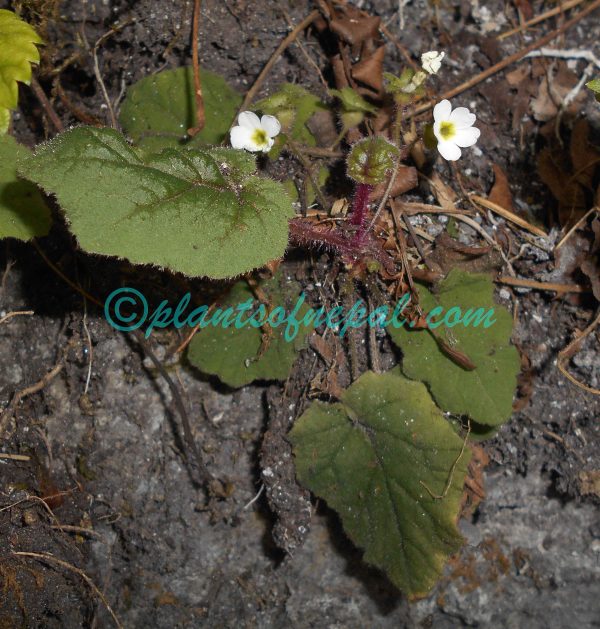 Primula filipes G.Watt