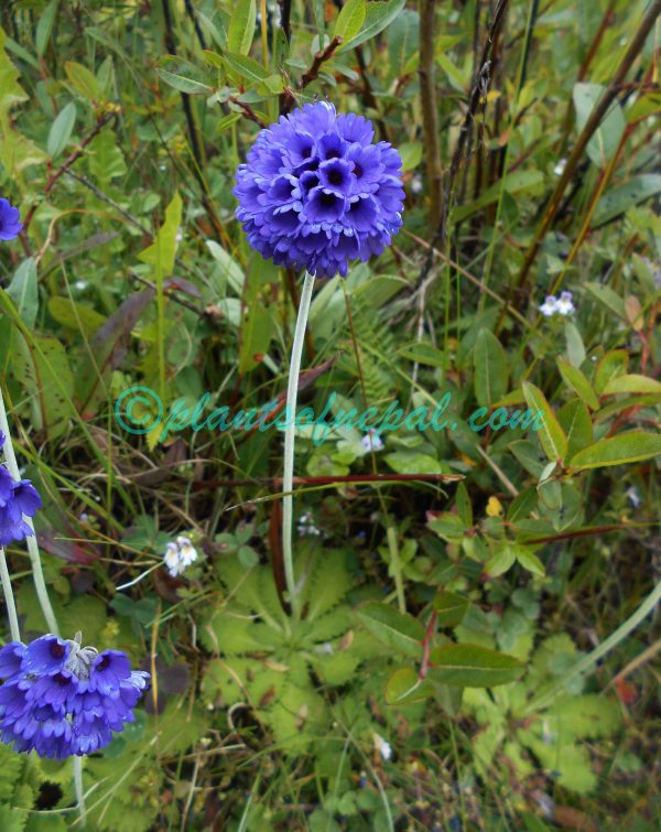 Primula glomerata Pax