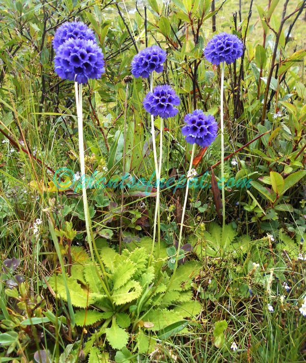 Primula glomerata Pax