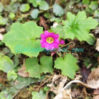 Primula listeri King ex Hook.f.