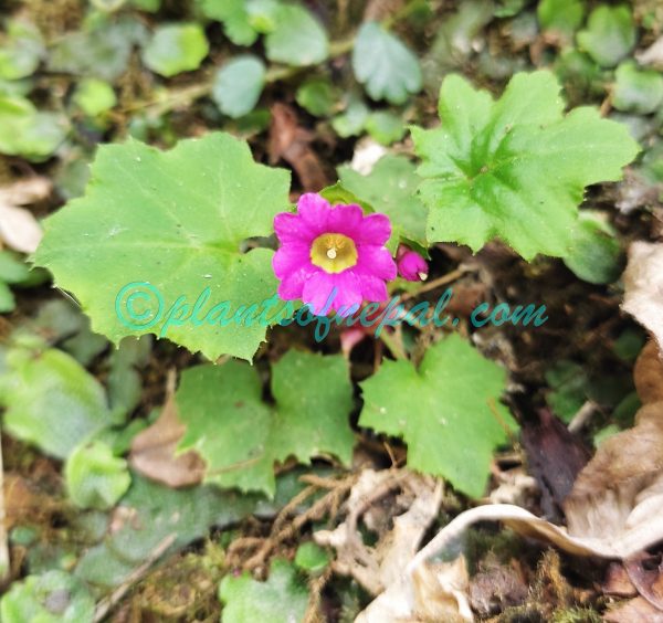 Primula listeri King ex Hook.f.