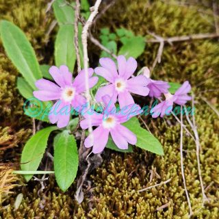 Primula sharmae H.R.Fletcher