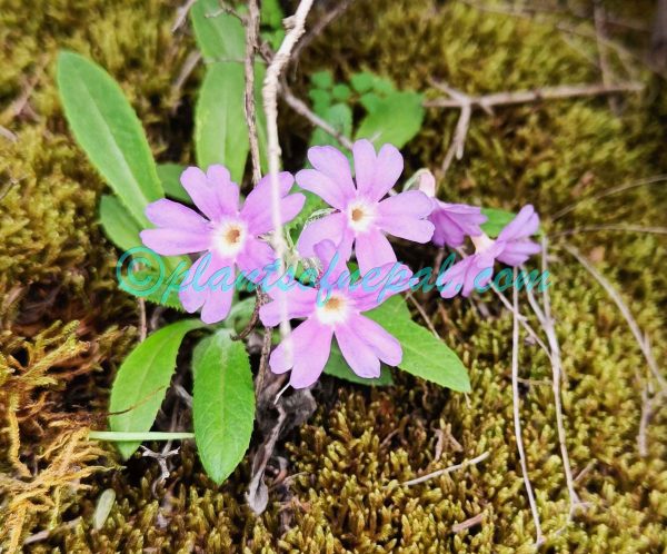 Primula sharmae H.R.Fletcher