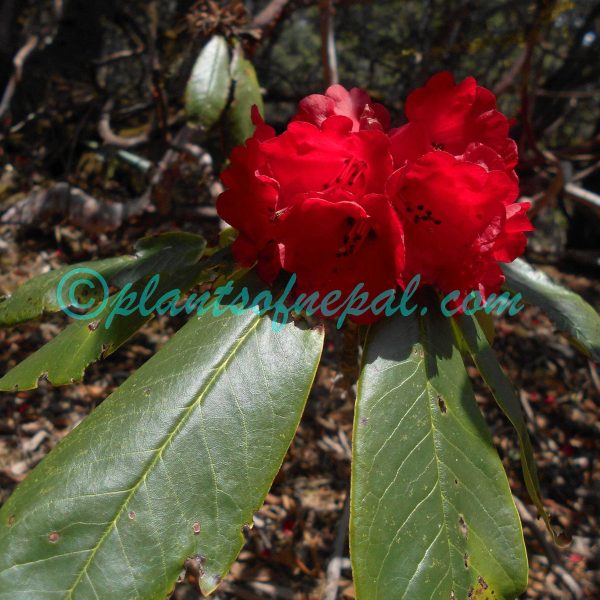 Rhododendron barbatum Wall. ex G.Don