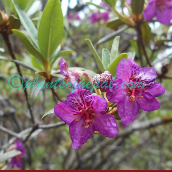 Rhododendron cowanianum Davidian