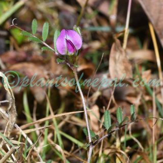 Vicia sativa