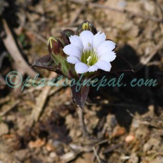 Gentiana capitata Buch.-Ham. ex D.Don