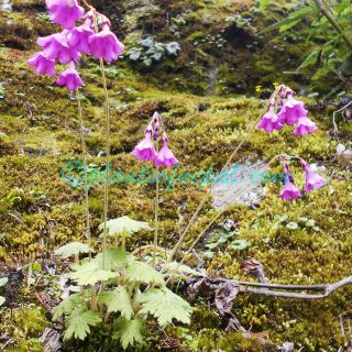 Primula geraniifolia Hook.f.