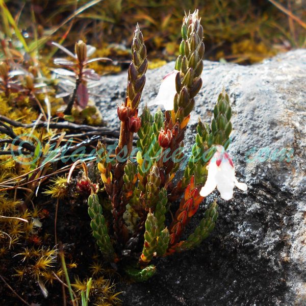 Cassiope fastigiata