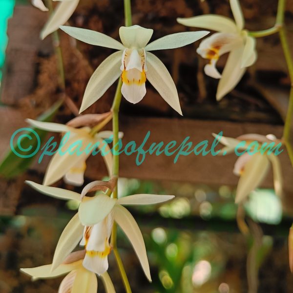 Coelogyne flaccida Lindl.