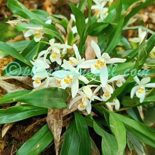 Coelogyne nitida