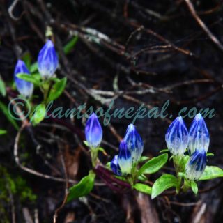 Gentiana elwesii C.B.Clarke