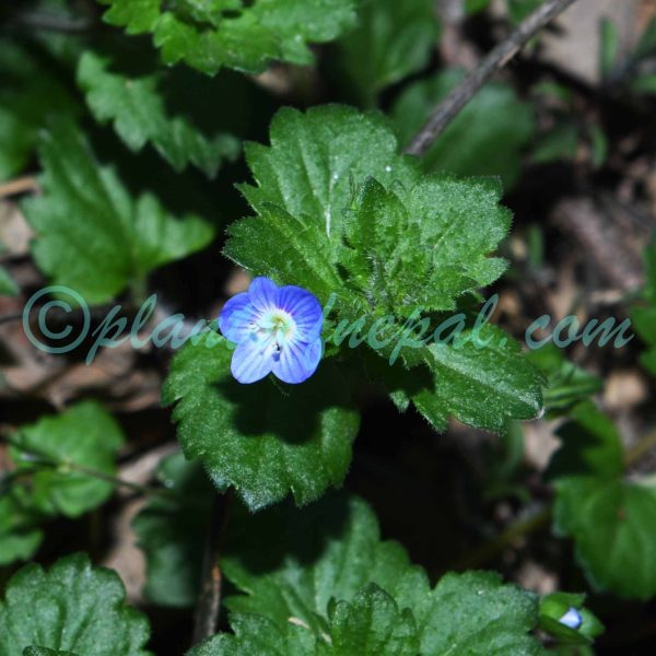 Veronica persica Poir.