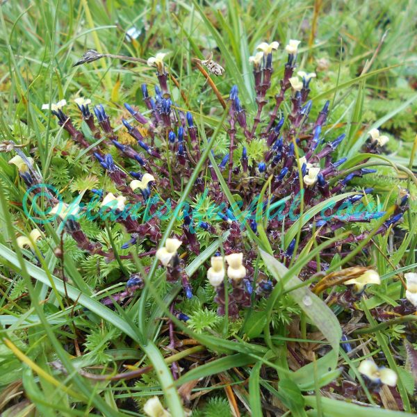 Gentiana crassuloides Bureau & Franch.