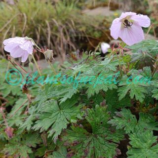 Geranium lamberti Sweet