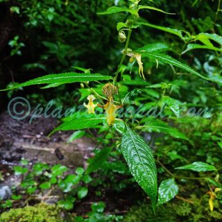 Impatiens falcifera