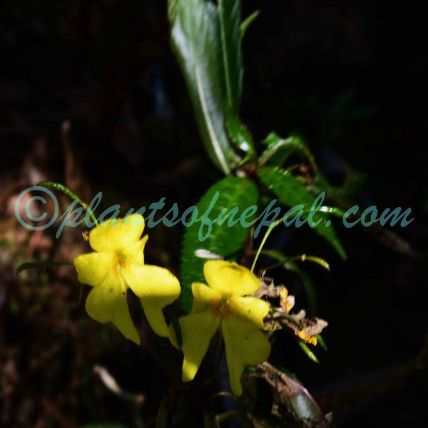 Impatiens leptoceras