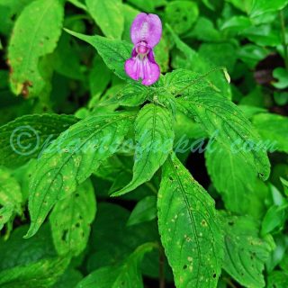 Impatiens puberula