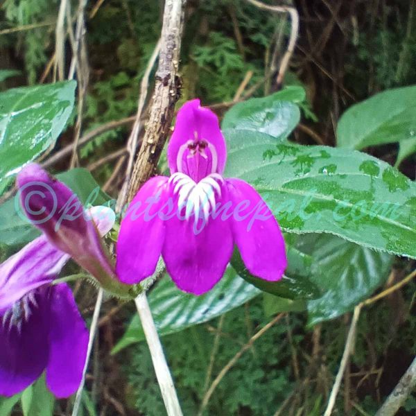 Justicia pubigera (Nees) Wall. ex C.B.Clarke