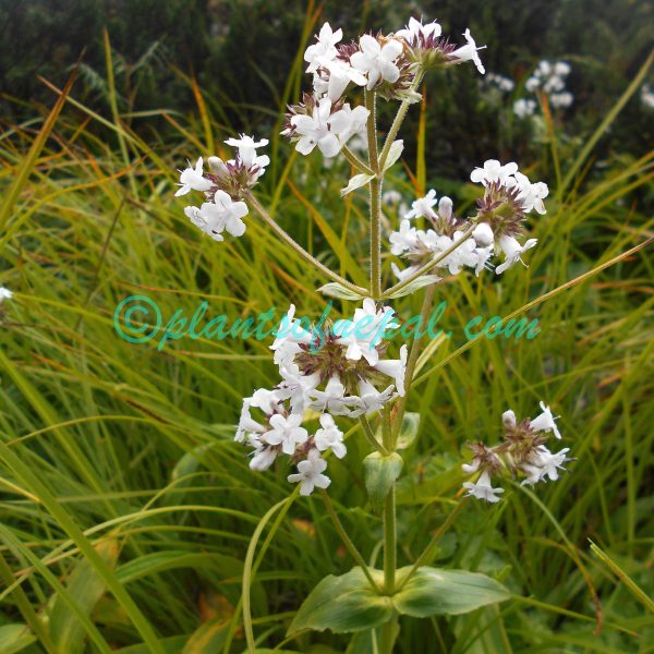 Nardostachys jatamansi (D.Don) DC.