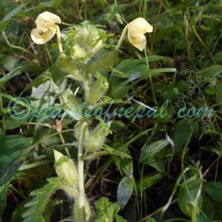 Pedicularis hoffmeisteri Klotzsch