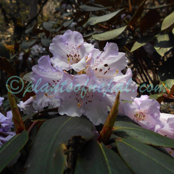 Rhododendron campanulatum