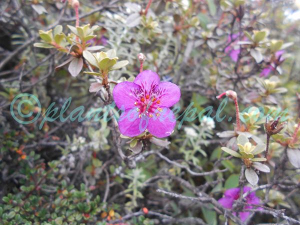 Rhododendron lepidotum