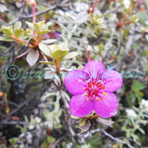 Rhododendron lepidotum Wall. ex G.Don