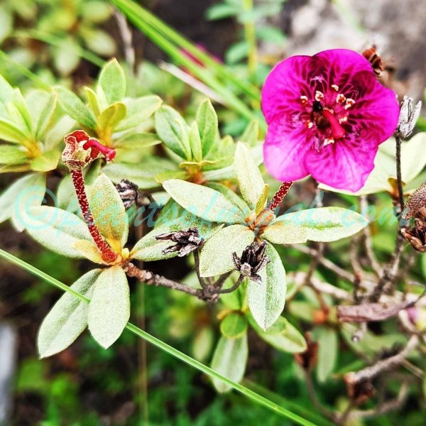 Rhododendron lepidotum