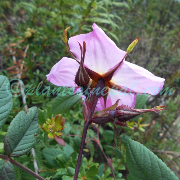 Rosa macrophylla Lindl.