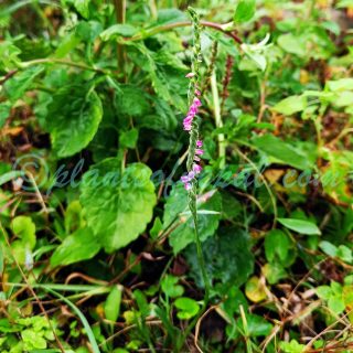 Spiranthes australis