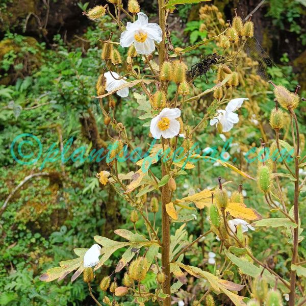 Meconopsis staintonii Grey-Wilson