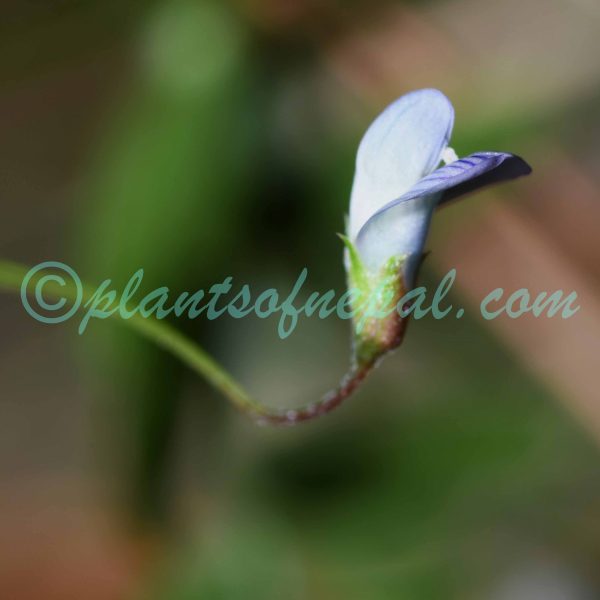 Vicia hirsuta