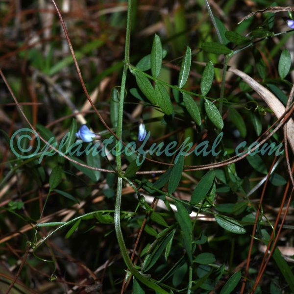 Vicia hirsuta