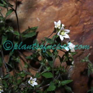 Campanula cana Wall.