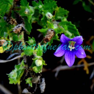 Campanula pallida Wall.