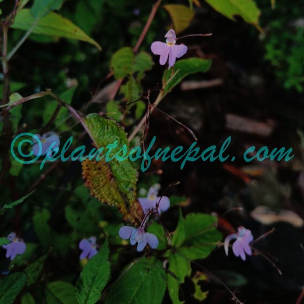 Impatiens scullyi Hook.f.