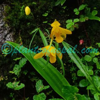 Spathoglottis ixioides (D.Don) Lindl.