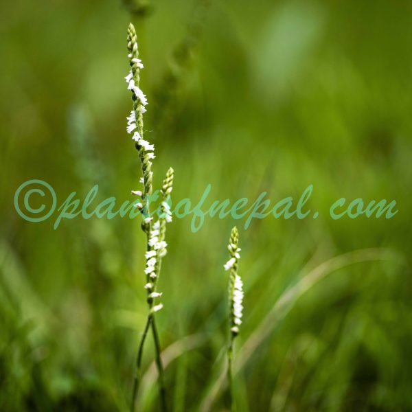 Spiranthes flexuosa (Sm.) Lindl.