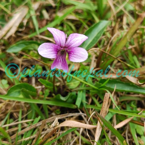 Viola betonicifolia