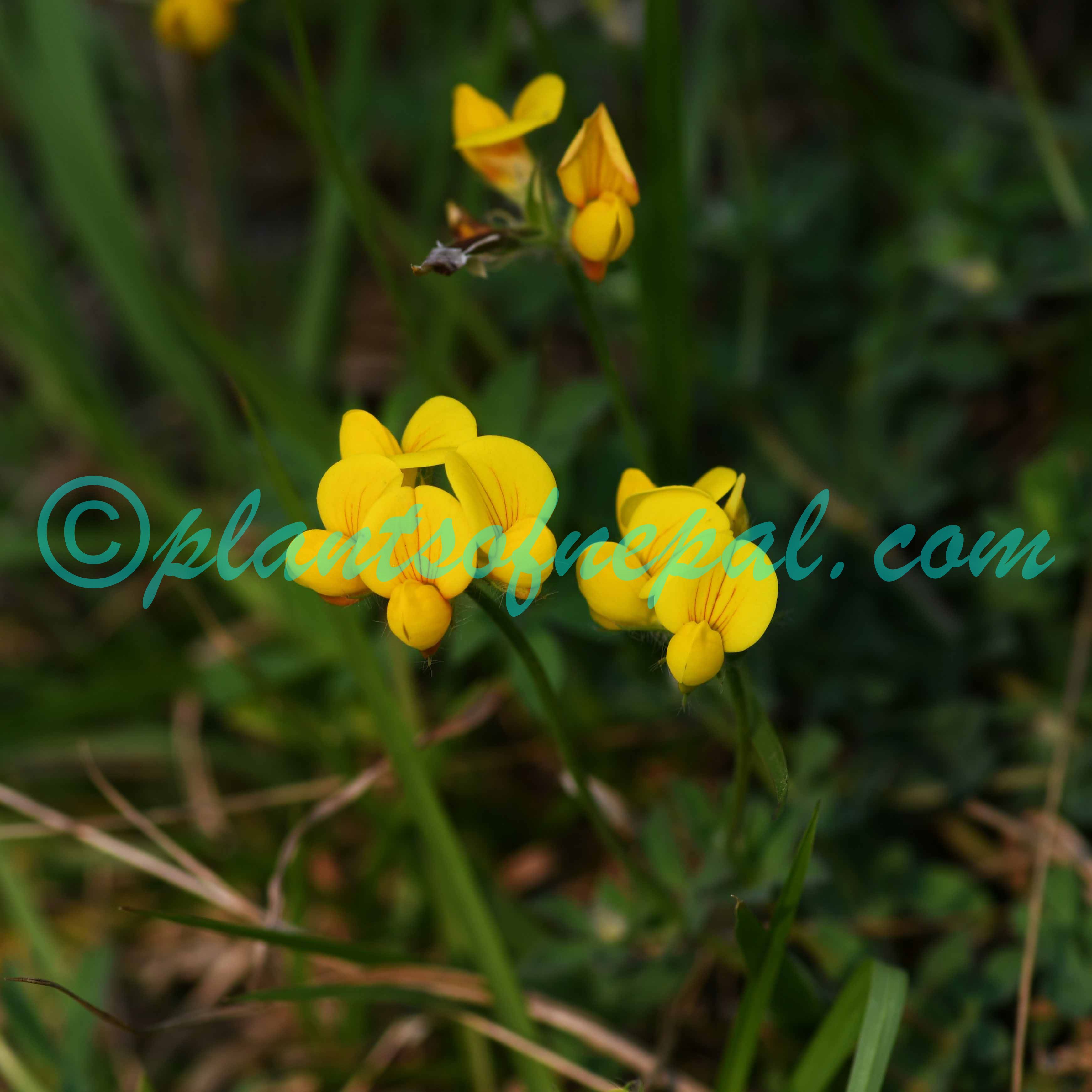 Lotus corniculatus L. – Plants of Nepal