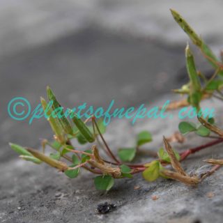 Oxalis corniculata L.