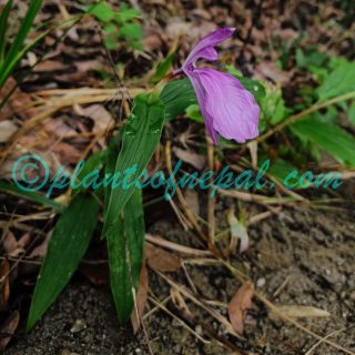 Roscoea purpurea Sm.Roscoea purpurea Sm.