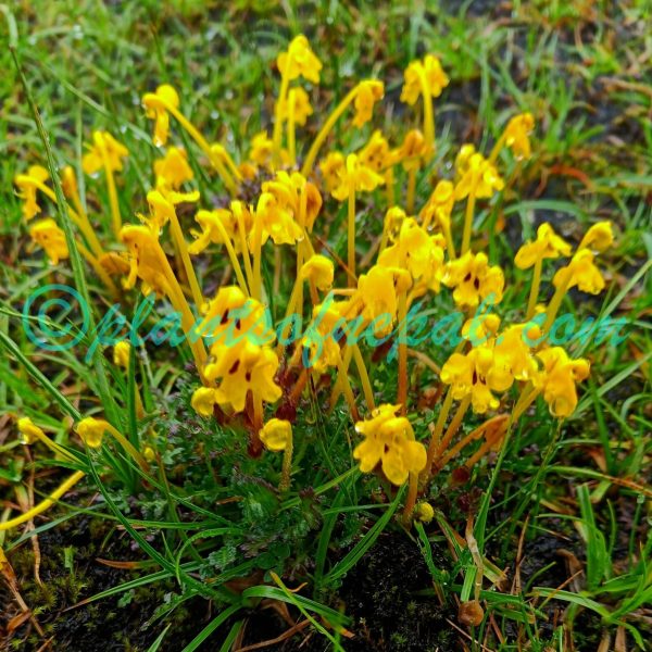 Pedicularis longiflora Rudolph