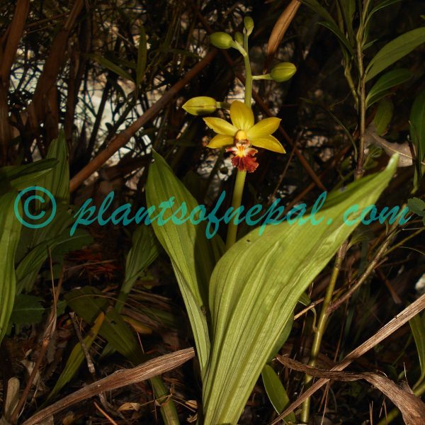 Calanthe tricarinata Lindl.