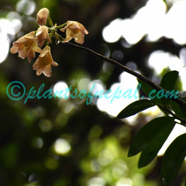 Dendrobium moschatum (Banks) Sw.